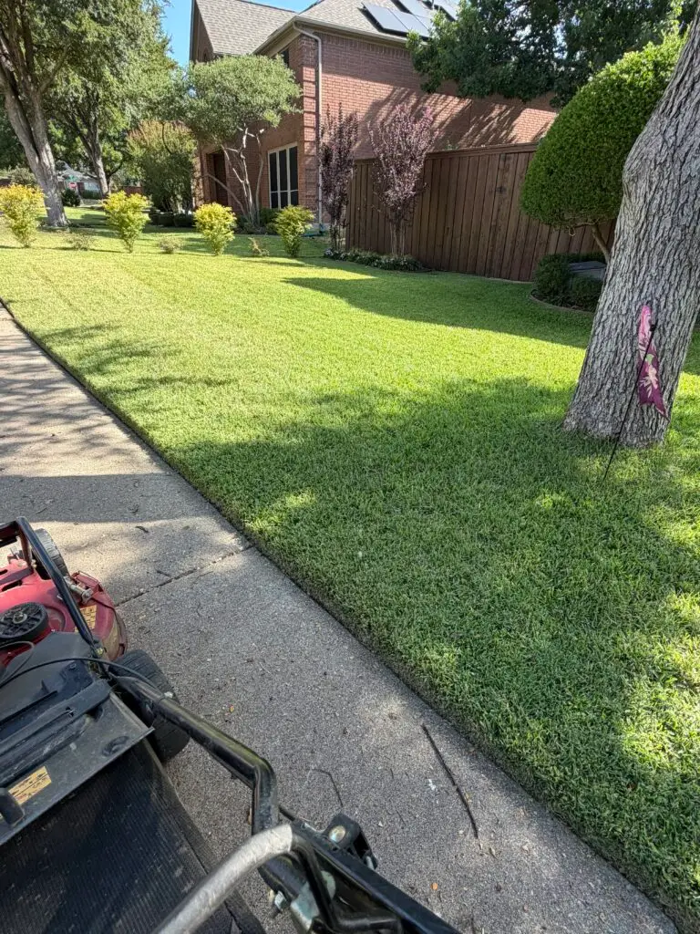 Cut Grass