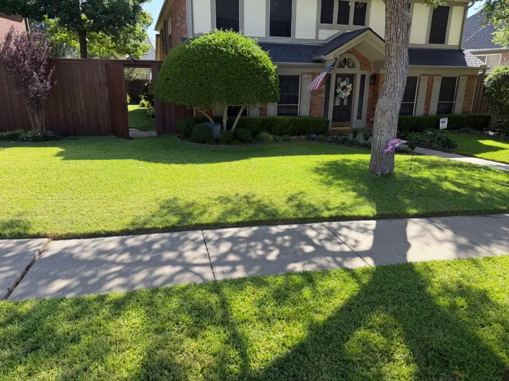 Cut Grass