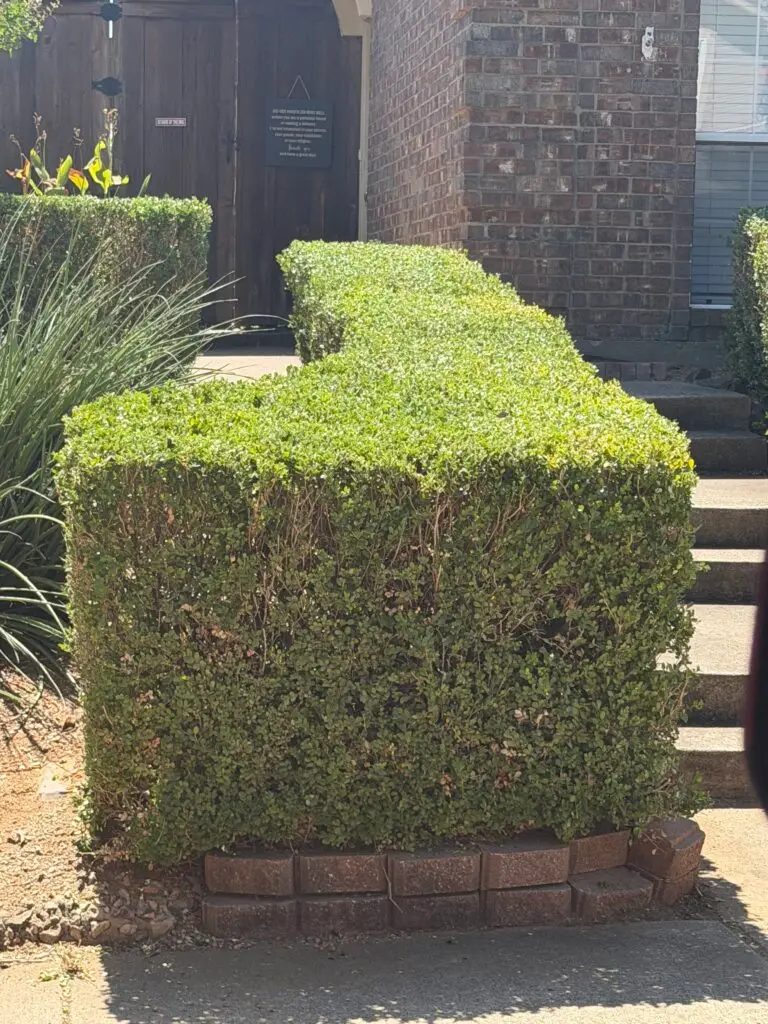 Trimmed Bushes