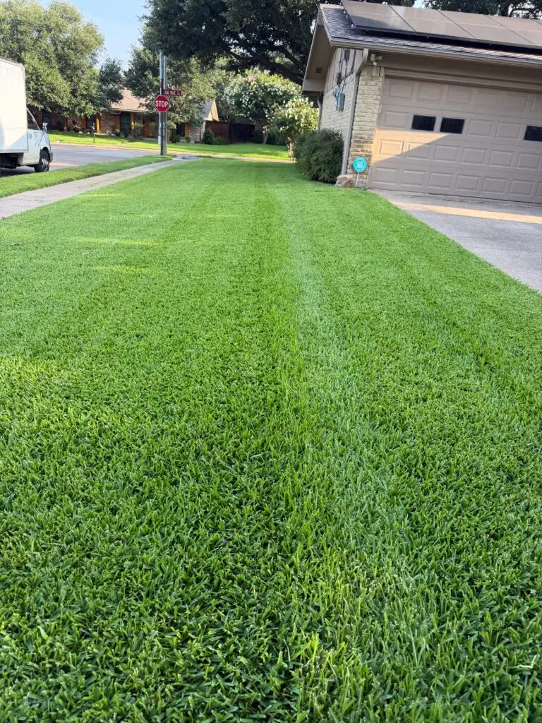 Freshly Mowed Grass